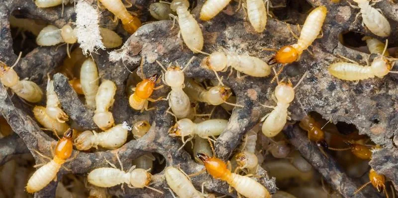 Termite Treatment