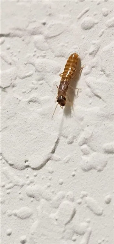 Termite Treatment Inspection